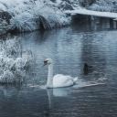 Swans and lakes  screen for extension Chrome web store in OffiDocs Chromium