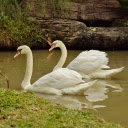 Swans and small lake  screen for extension Chrome web store in OffiDocs Chromium