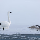 Swans and white snow  screen for extension Chrome web store in OffiDocs Chromium