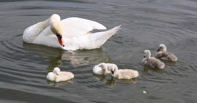 دانلود رایگان Swans Baby Swan - عکس یا تصویر رایگان قابل ویرایش با ویرایشگر تصویر آنلاین GIMP