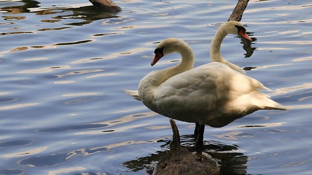 Unduh gratis Swans Bank Lake - foto atau gambar gratis untuk diedit dengan editor gambar online GIMP