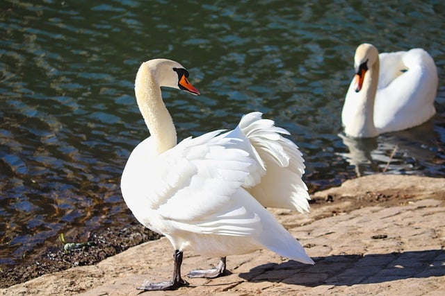 Free download swans beak to stand mute swan free picture to be edited with GIMP free online image editor