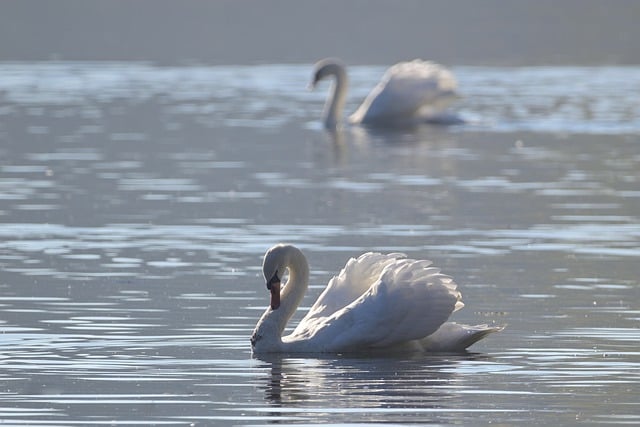 Free download swans bird ornithology species free picture to be edited with GIMP free online image editor