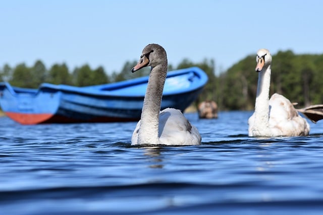 Free download swans birds animals waterfowl free picture to be edited with GIMP free online image editor