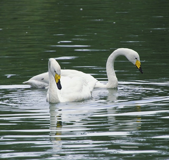 Descarga gratis cisnes pájaros animales cisnes blancos imagen gratis para editar con el editor de imágenes en línea gratuito GIMP