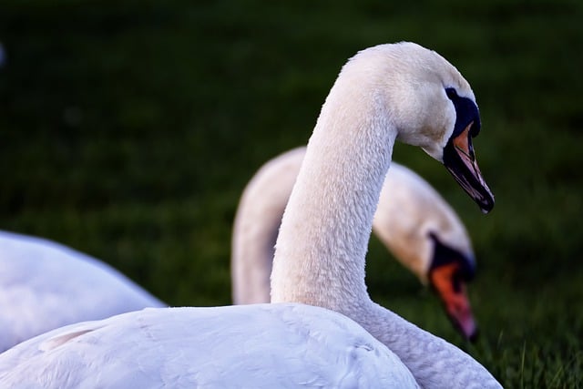 Free download swans birds couple close to nature free picture to be edited with GIMP free online image editor