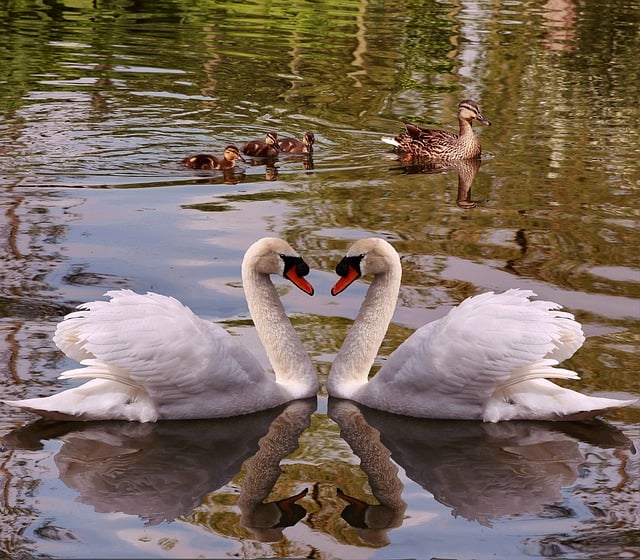 Free download swans birds ducks ducklings lake free picture to be edited with GIMP free online image editor