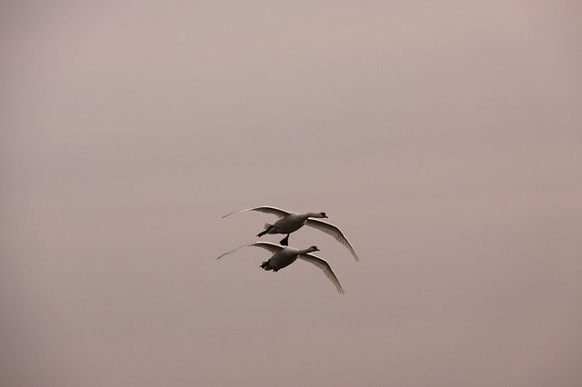 Free download Swans Birds Expensive -  free photo or picture to be edited with GIMP online image editor