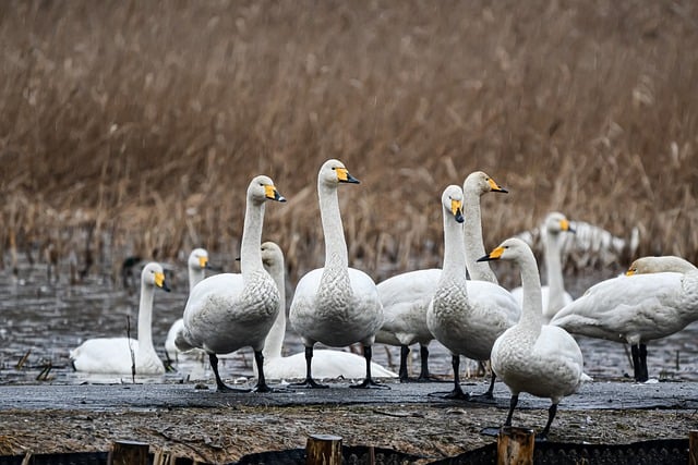 Free download swans birds flock nature free picture to be edited with GIMP free online image editor
