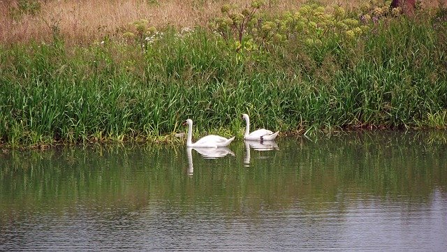 Scarica gratuitamente Swans Birds Lake: foto o immagine gratuita da modificare con l'editor di immagini online GIMP