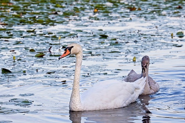Free download swans birds lake cygnet young swan free picture to be edited with GIMP free online image editor