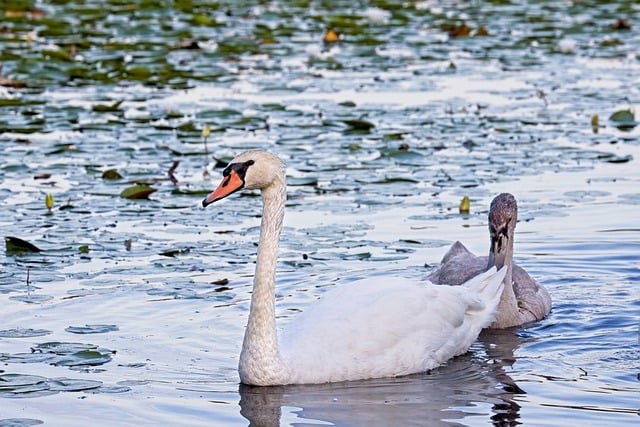 Kostenloser Download Schwäne Vögel See Cygnet Junger Schwan Kostenloses Bild, das mit dem kostenlosen Online-Bildeditor GIMP bearbeitet werden kann