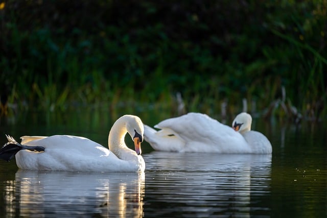 Free download swans birds lake water birds pond free picture to be edited with GIMP free online image editor