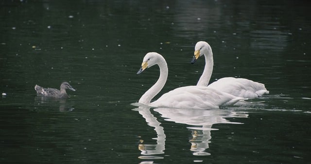 Baixe gratuitamente cisnes, pássaros, lago, aves aquáticas, imagem gratuita para ser editada com o editor de imagens on-line gratuito do GIMP