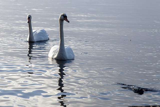 Free download swans birds lake white swans free picture to be edited with GIMP free online image editor