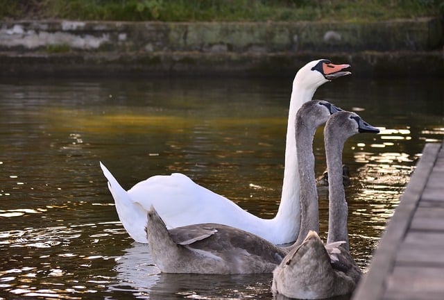 Free download swans birds lake young swans free picture to be edited with GIMP free online image editor