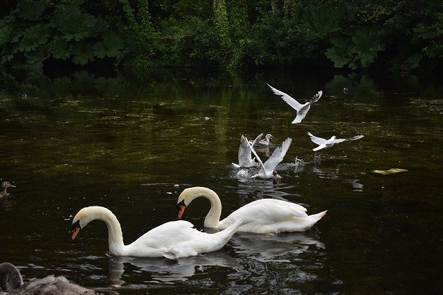 Free download Swans Birds Pond -  free photo or picture to be edited with GIMP online image editor