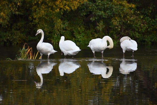 Free download swans birds river waterfowls free picture to be edited with GIMP free online image editor