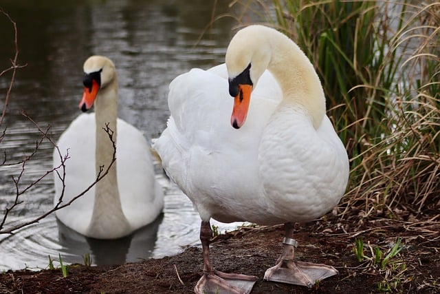 Free download swans birds water birds mute swan free picture to be edited with GIMP free online image editor