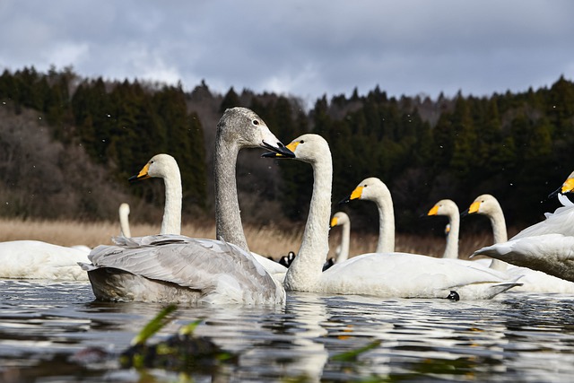 Free download swans birds waterfowls whooper swan free picture to be edited with GIMP free online image editor