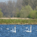 Swans by the blue lake  screen for extension Chrome web store in OffiDocs Chromium