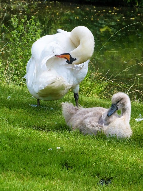 Free download swans cygnet birds waterfowls free picture to be edited with GIMP free online image editor