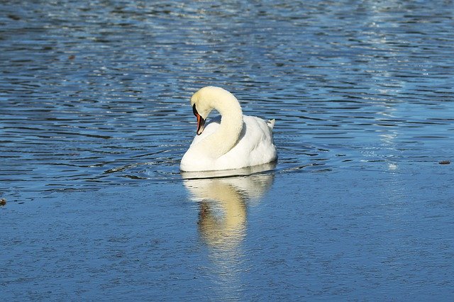 Free download Swan Sea -  free photo or picture to be edited with GIMP online image editor