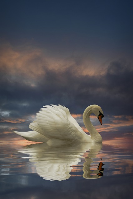 Free download swan seabird lake sunset free picture to be edited with GIMP free online image editor