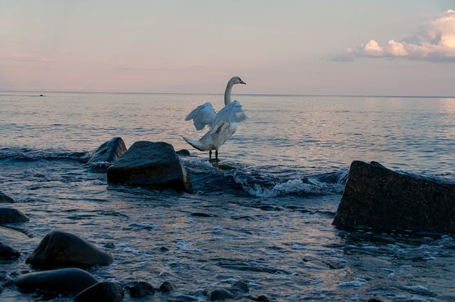 Free download swan sea bird landscape water free picture to be edited with GIMP free online image editor