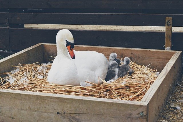 Скачать бесплатно Swans Family White - бесплатное фото или изображение для редактирования с помощью онлайн-редактора изображений GIMP