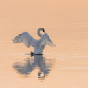 Swans flap their wings  screen for extension Chrome web store in OffiDocs Chromium