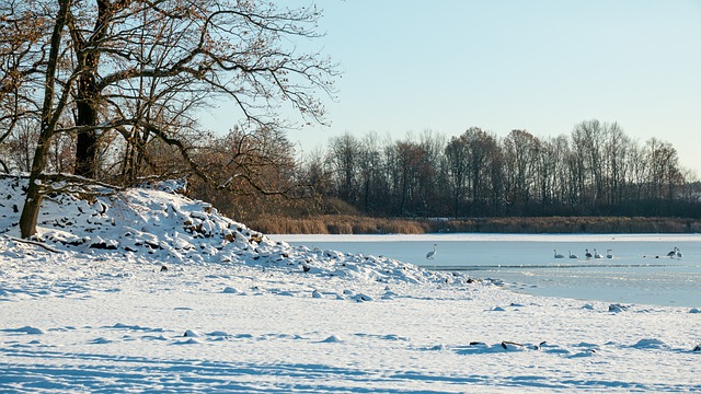 Descărcare gratuită lebede lac înghețat zăpadă frig imagine gratuită pentru a fi editată cu editorul de imagini online gratuit GIMP