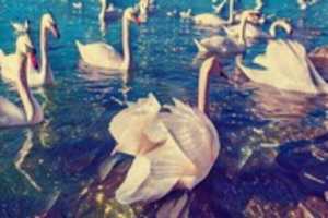 Free download Swans free photo or picture to be edited with GIMP online image editor