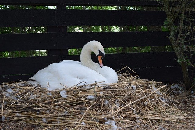 Free download Swan Sitting Nature -  free photo or picture to be edited with GIMP online image editor