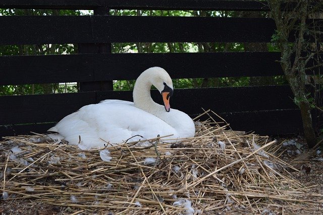 Muat turun percuma Swan Sitting Nature - foto atau gambar percuma untuk diedit dengan editor imej dalam talian GIMP