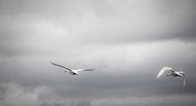 Téléchargement gratuit Swan Sky Nature - photo ou image gratuite à éditer avec l'éditeur d'images en ligne GIMP