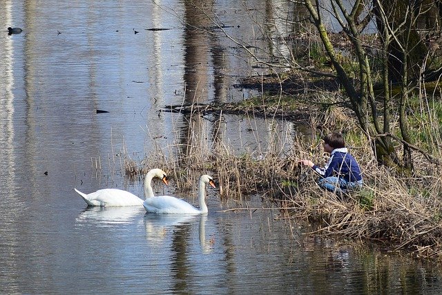 Téléchargement gratuit de Swans Lake - photo ou image gratuite à modifier avec l'éditeur d'images en ligne GIMP