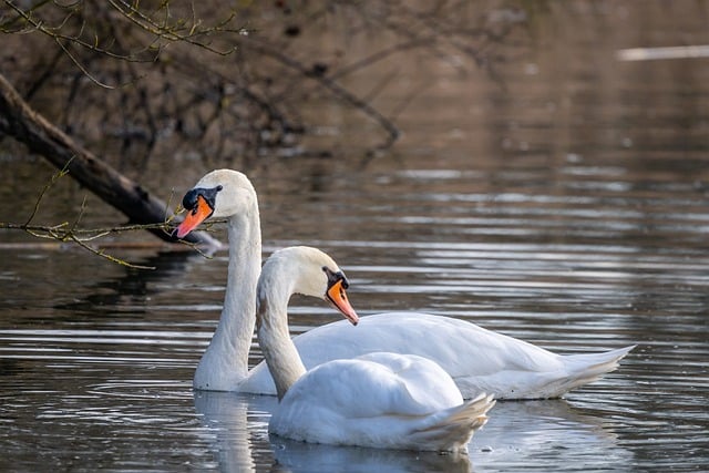 Free download swans lake animals birds free picture to be edited with GIMP free online image editor