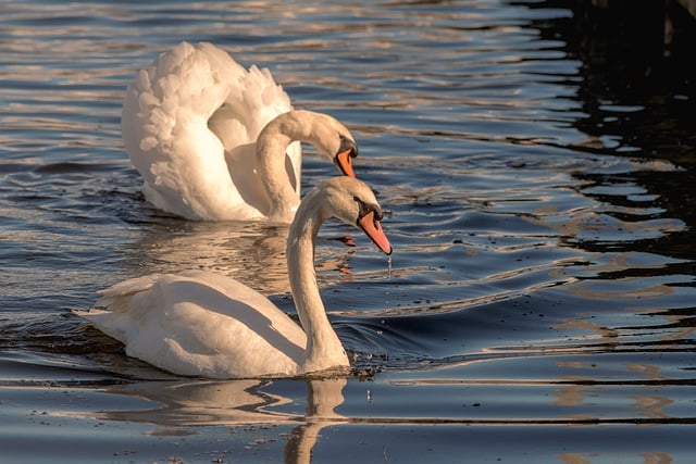 Free download swans lake animals water wildlife free picture to be edited with GIMP free online image editor