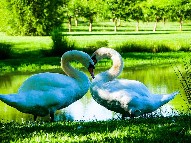 Scarica gratuitamente Swans Lake Pond: foto o immagine gratuita da modificare con l'editor di immagini online GIMP