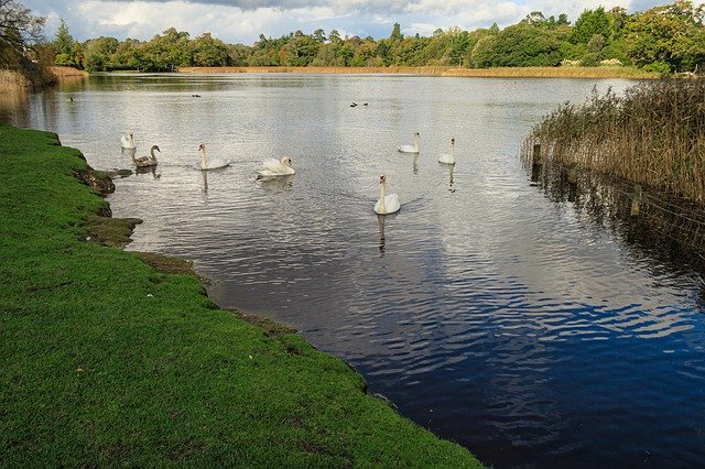 Free picture Swans Lake Water -  to be edited by GIMP free image editor by OffiDocs