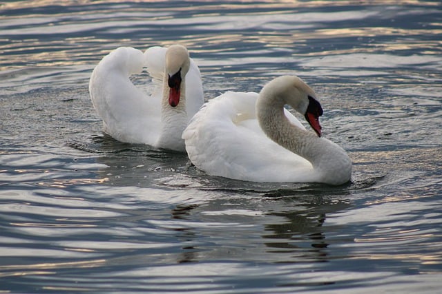 Free download swans lake waterfowls nature water free picture to be edited with GIMP free online image editor