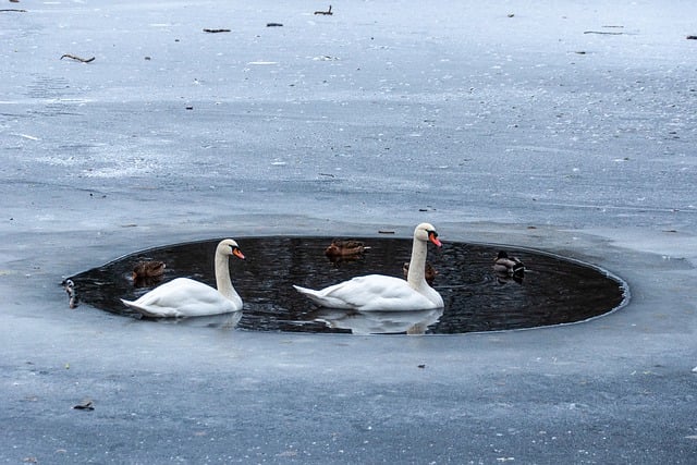 Free download swans lake winter ducks birds free picture to be edited with GIMP free online image editor