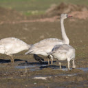 Swans looking for food  screen for extension Chrome web store in OffiDocs Chromium