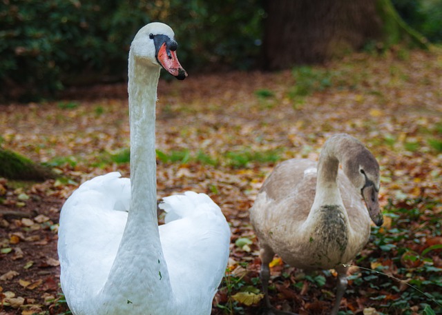 Free download swans mute swan cygnet bird gray free picture to be edited with GIMP free online image editor