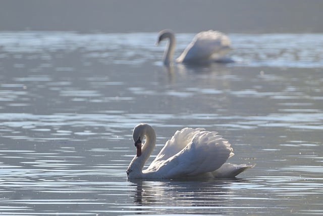 Free download swans mute swans bird ornithology free picture to be edited with GIMP free online image editor