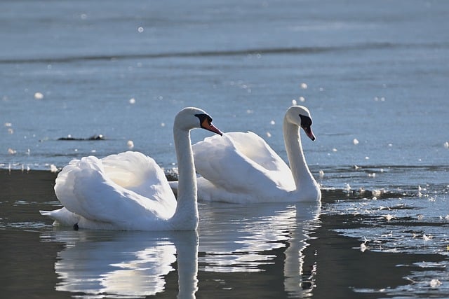 Free download swans mute swans lake winter park free picture to be edited with GIMP free online image editor