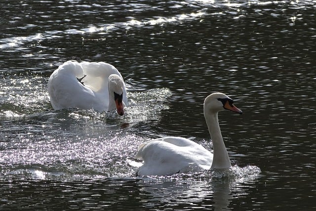 Free download swans mute swans water bird lake free picture to be edited with GIMP free online image editor