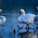 Swans on a Dry Lake  screen for extension Chrome web store in OffiDocs Chromium