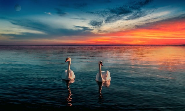 Free download swans pair sea dawn sky clouds free picture to be edited with GIMP free online image editor